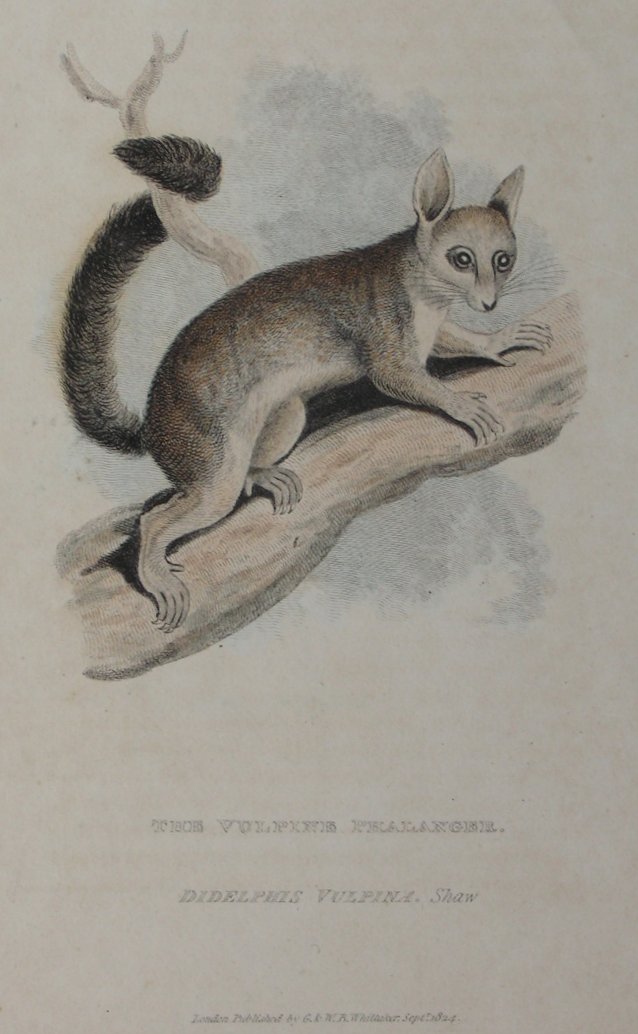 Print - The Vulpine Phalanger. Didelphis Vupina: Shaw